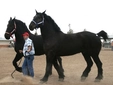 Percheron Atı Türleri ve Özellikleri Percheron Atı Türleri ve Özellikleri