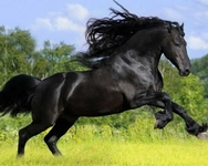 At Irkları Ayrımı ve Temel Özellikleri