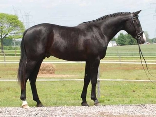 Oldenburg Atı Türleri ve Özellikleri Oldenburg Atı Türleri ve Özellikleri