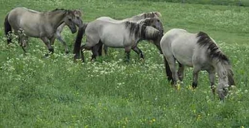 Sorraia Türleri ve Özellikleri Sorraia Türleri ve Özellikleri