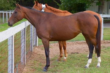 Trakehner Atları Türleri ve Özellikleri Trakehner Atları Türleri ve Özellikleri