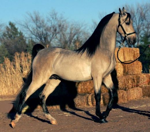 Amerikan Saddlebred Atı