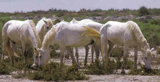 Camargue At