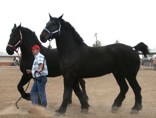 Percheron At