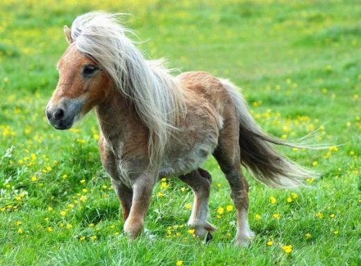 Shetland Midillisi Türleri ve Özellikleri Shetland Midillisi Türleri ve Özellikleri