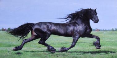 Friesian At