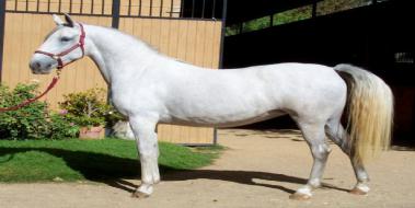 Lipizzan